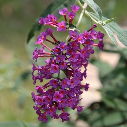 ブッドレアの花