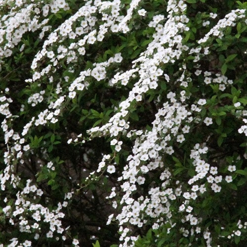 ユキヤナギの花