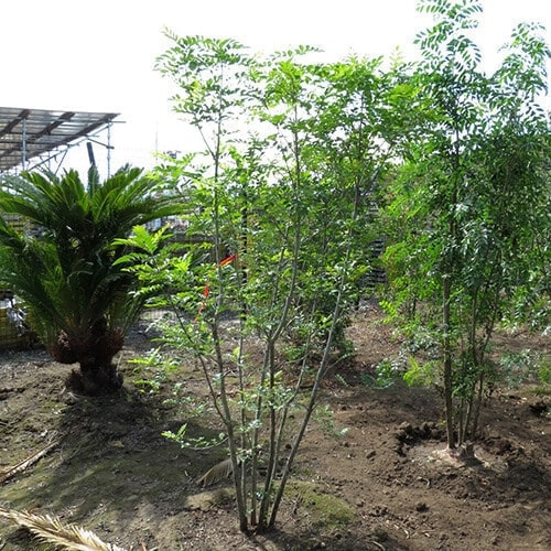 シマトネリコ株立