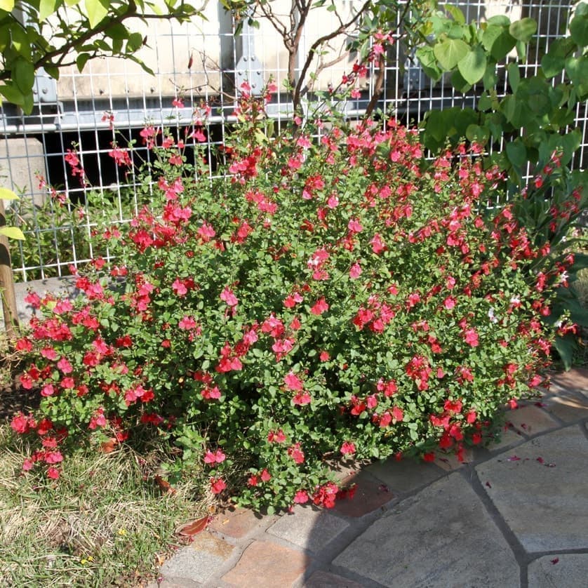 チェリーセージ・ホットリップス