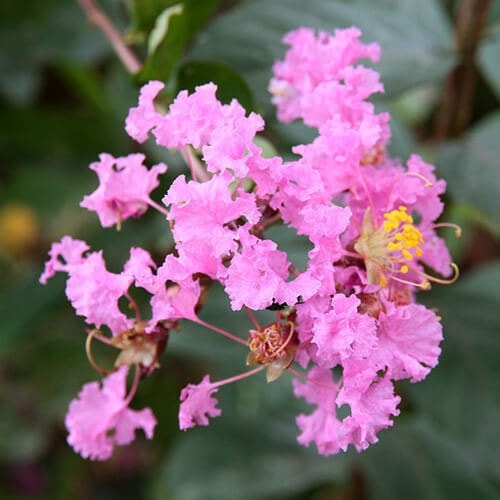 サルスベリの花（ピンク）