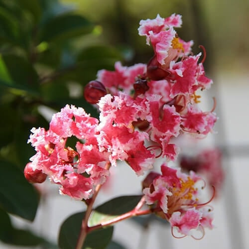 矮性サルスベリの花（夏祭り）