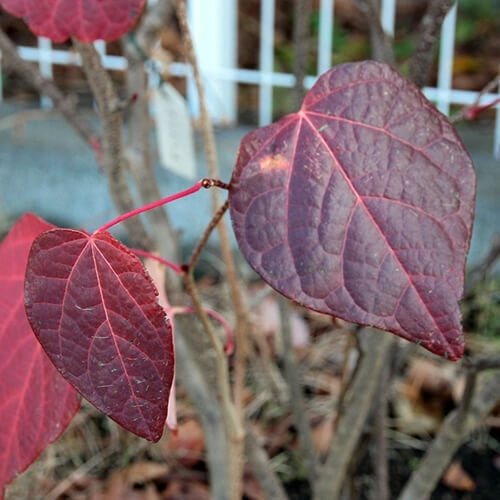 マルバノキの葉（紅葉）