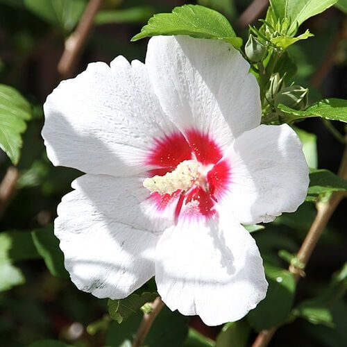 ムクゲの花（ヒノマル）