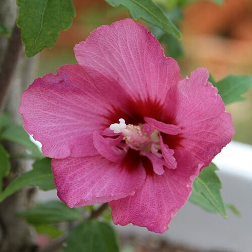 ムクゲの花（紫）