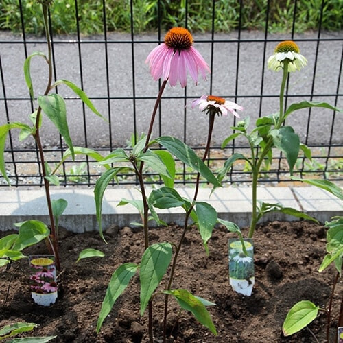 エキナセアの特徴・育て方・剪定時期・病気・害虫