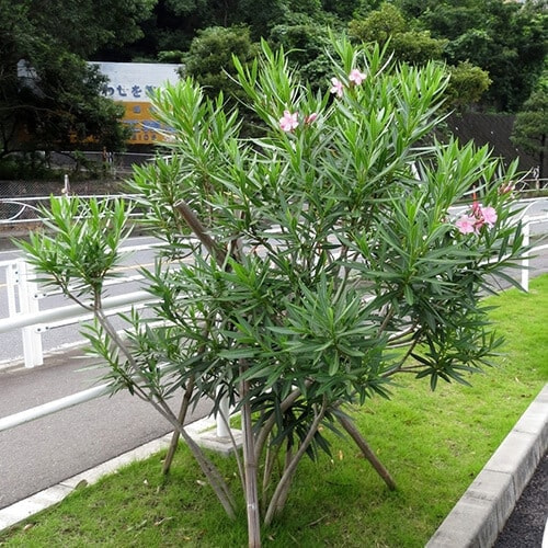 キョウチクトウ