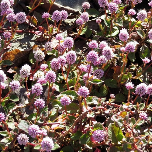 ヒメツルソバの花