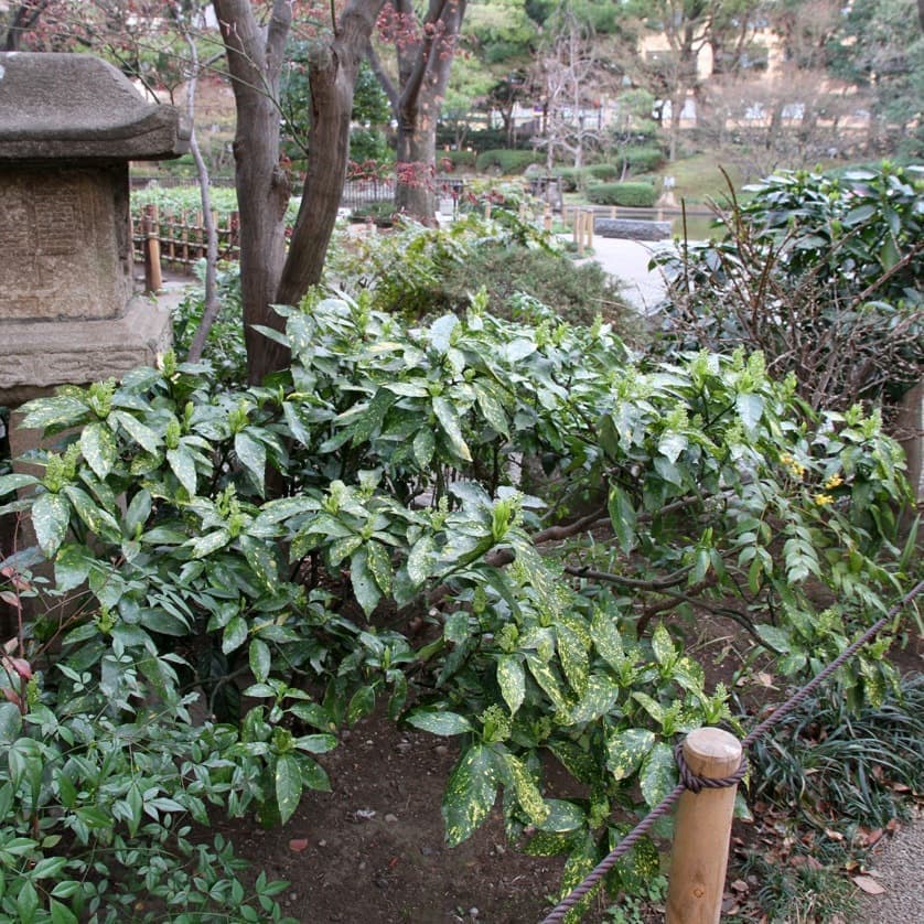 アオキ