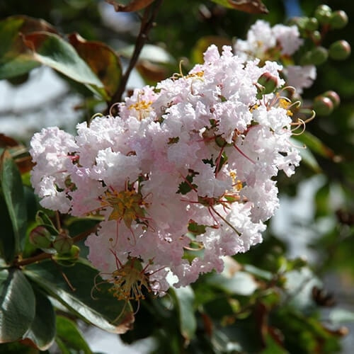 サルスベリの花（薄ピンク）